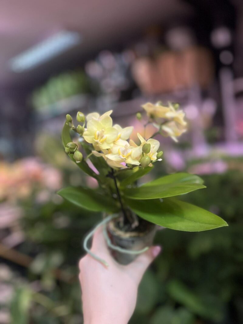 Phalaenopsis Multiflora ‘Sara’ | Storczyk