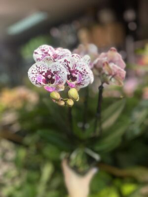 Phalaenopsis Multiflora Exclusivo ‘Athena’ | Storczyk
