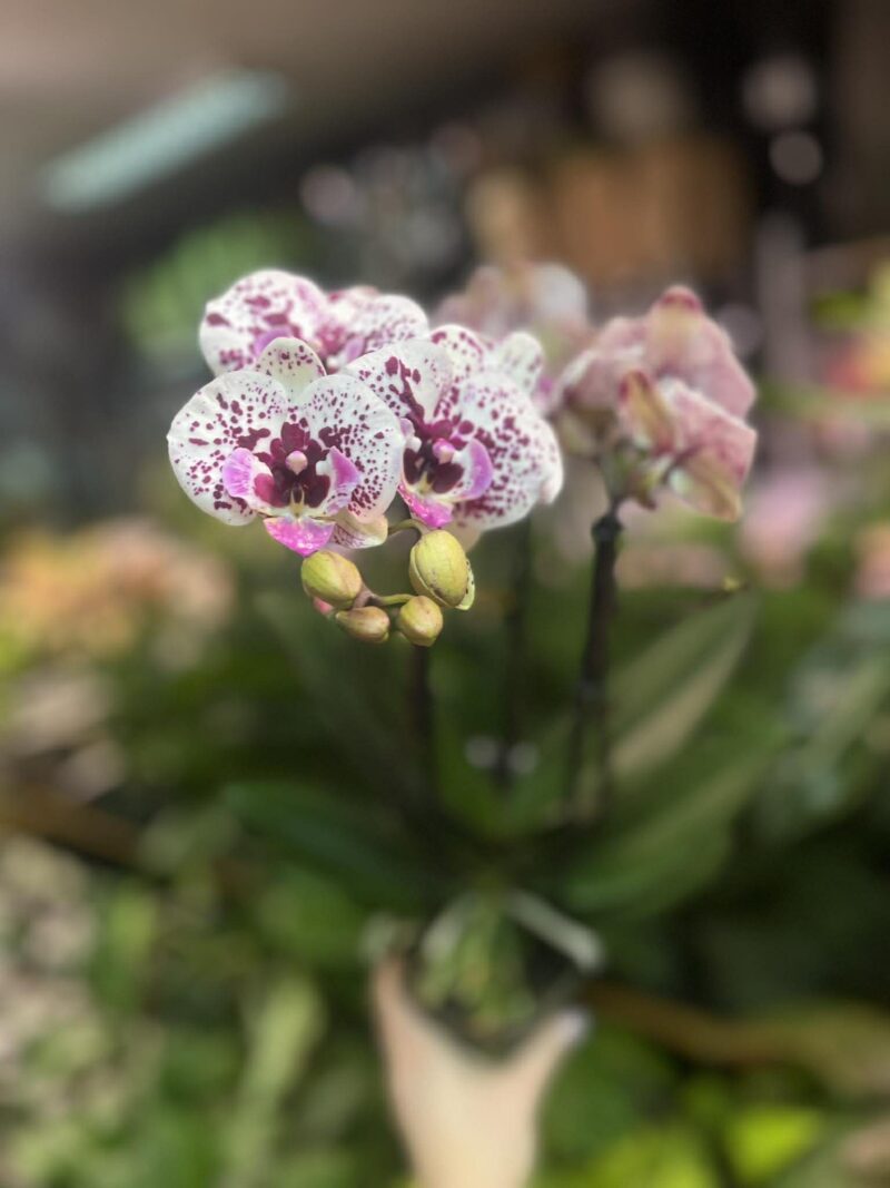 Phalaenopsis Multiflora Exclusivo ‘Athena’ | Storczyk