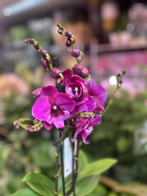 Phalaenopsis Tying Shin Black Bear Big Lip | Storczyk