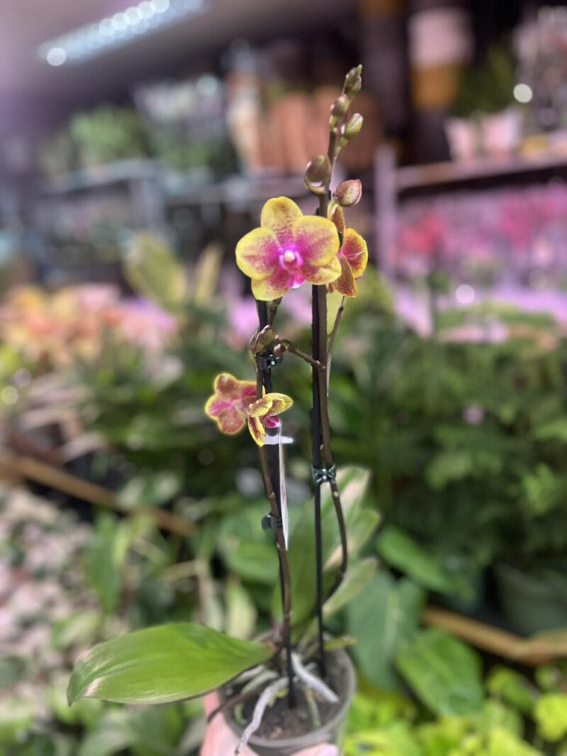 Phalaenopsis Sogo Lawrence x I-Hsin Yellow Wave | Storczyk