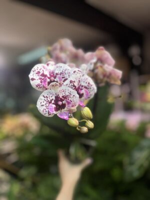 Phalaenopsis Multiflora Exclusivo ‘Athena’ | Storczyk