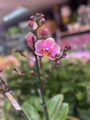 Phalaenopsis Limited – „Pink mutacja” | Storczyk