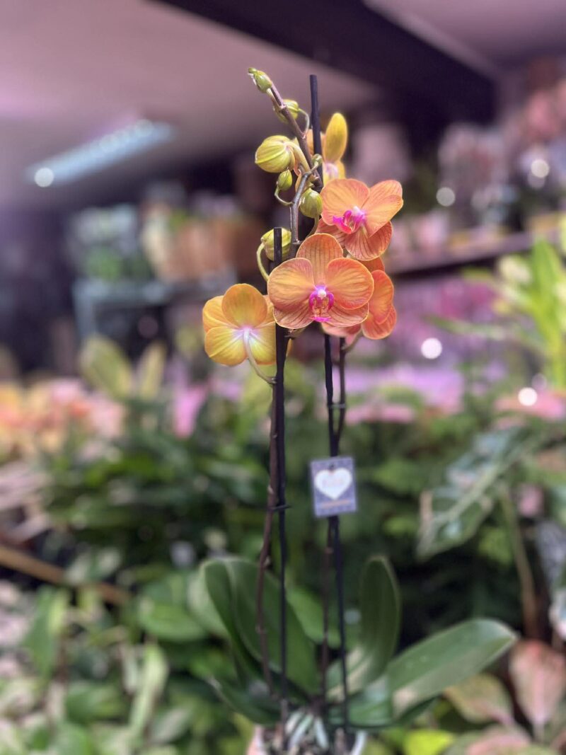 Phalaenopsis Bologna | Storczyk przekwitnięty
