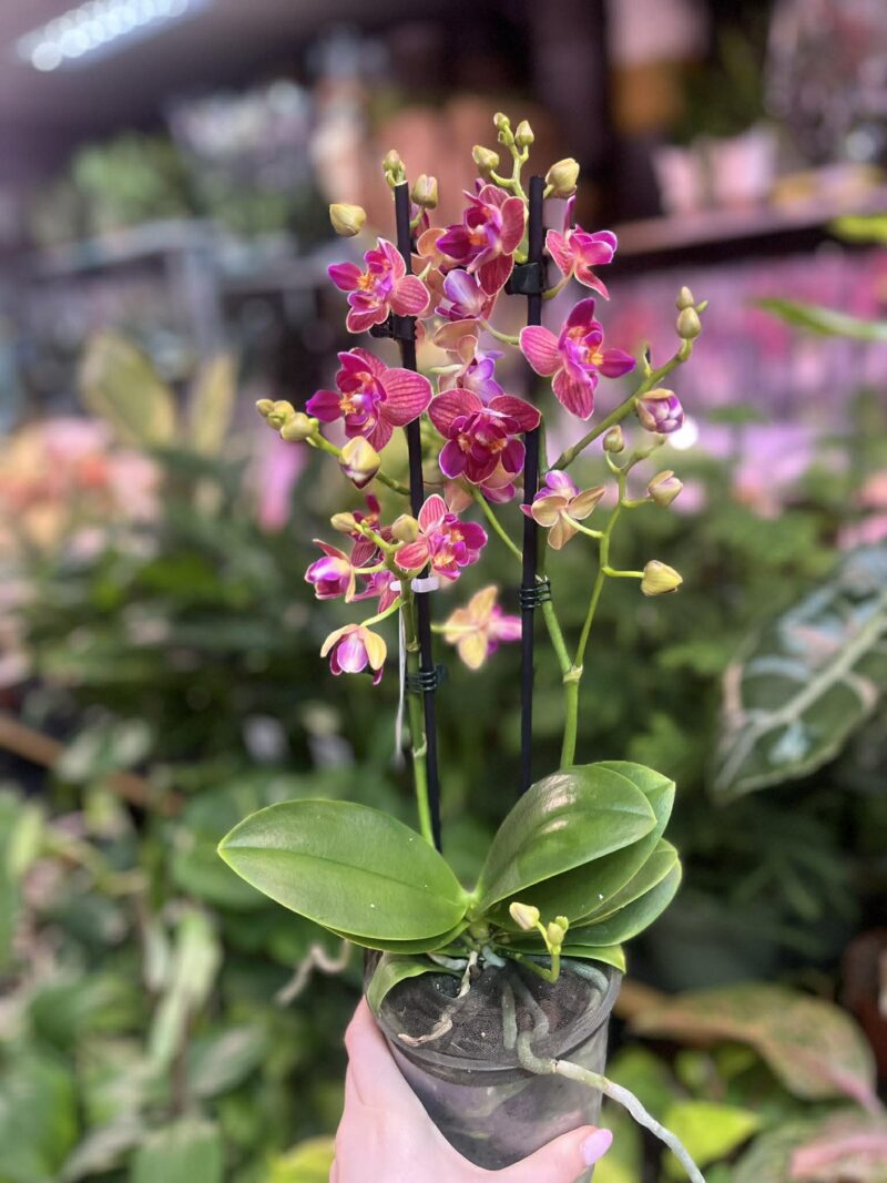 Phalaenopsis „Limited 03” peloric | storczyk