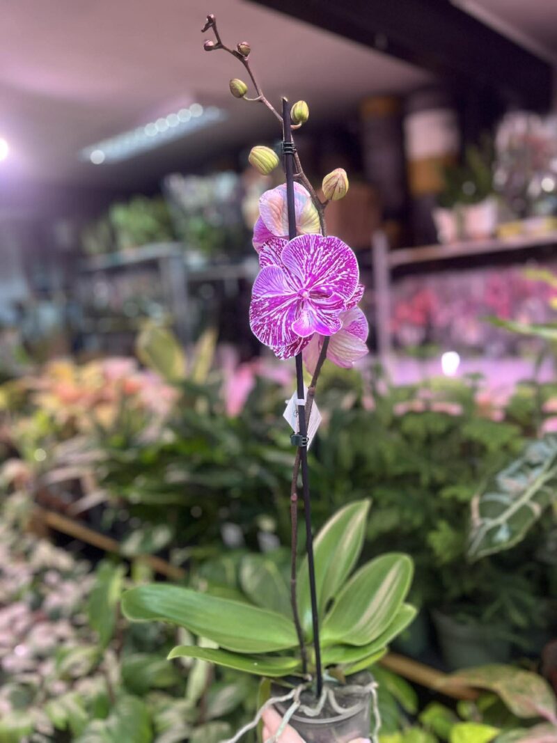 Phalaenopsis Allura Picasso | Storczyk