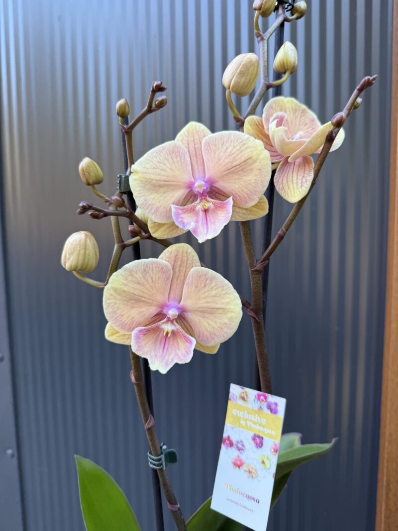 Limited 01 | Storczyk