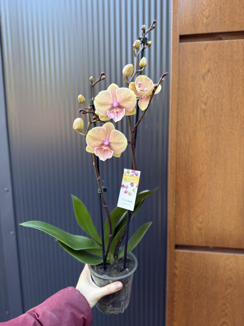 Limited 01 | Storczyk