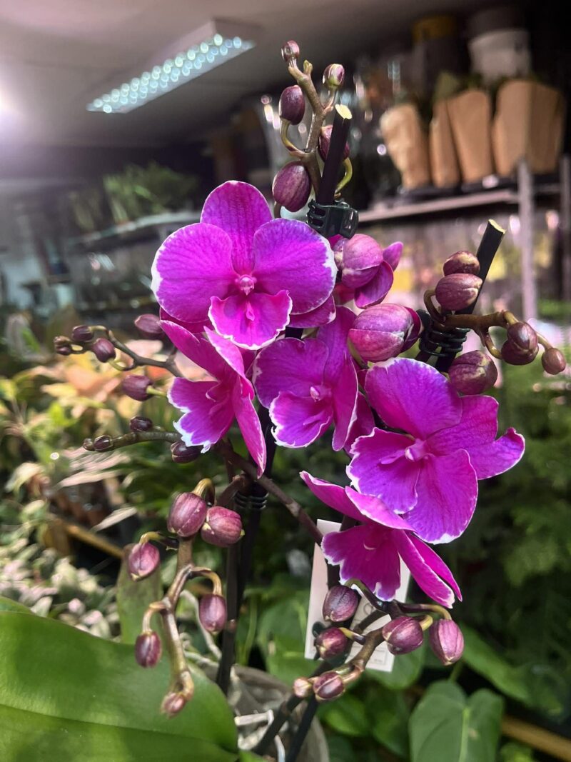 Phalaenopsis Younghome Pinying ‘0792’ Big Lip | Storczyk