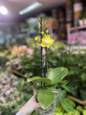 Phalaenopsis Sogo Pride | Storczyk