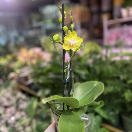 Phalaenopsis Sogo Pride | Storczyk