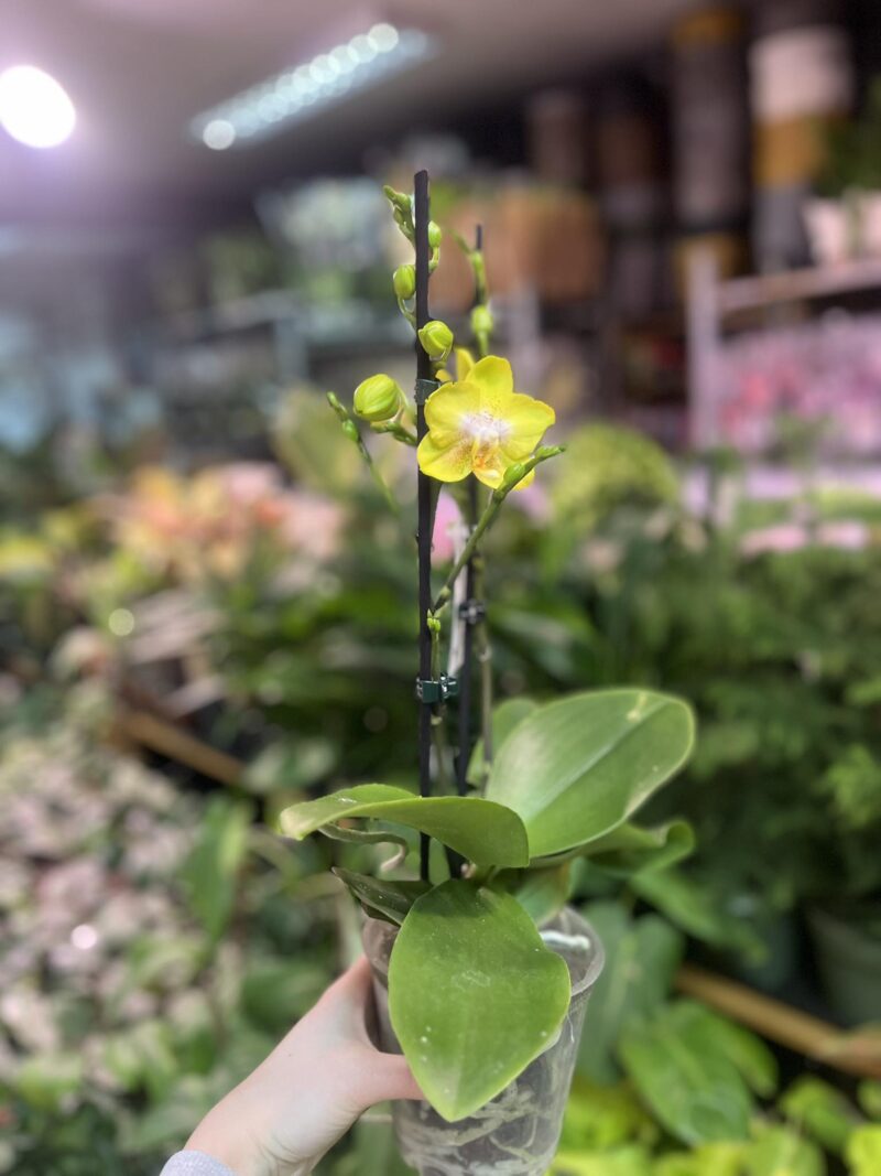 Phalaenopsis Sogo Pride | Storczyk