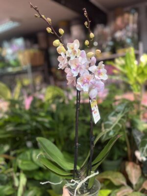 Phalaenopsis [Tying Shin Swallow × (Yaphon Big Mouse × Fusheng’s Bridal Dress)] ‘1214′ (FS) | Storczyk