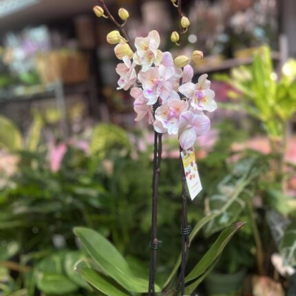 Phalaenopsis [Tying Shin Swallow × (Yaphon Big Mouse × Fusheng’s Bridal Dress)] ‘1214′ (FS) | Storczyk