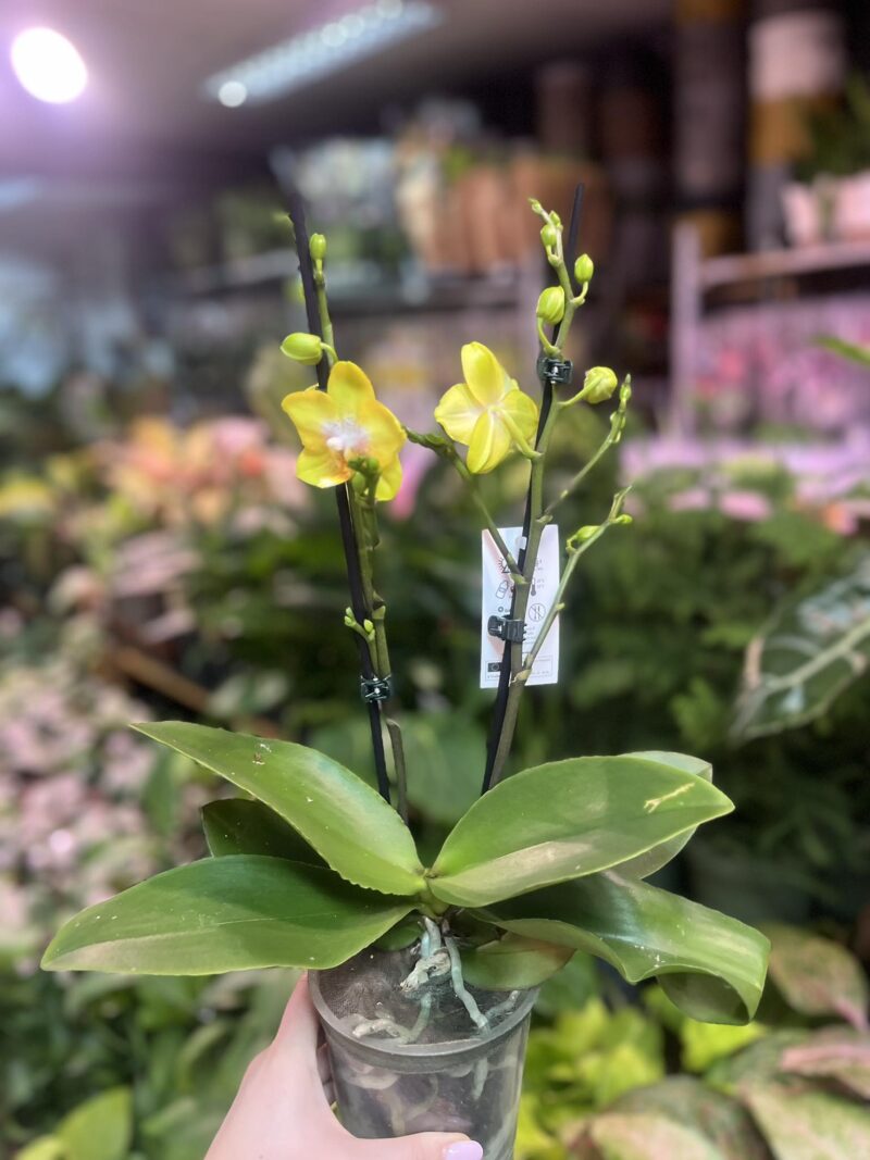 Phalaenopsis Sogo Pride | Storczyk