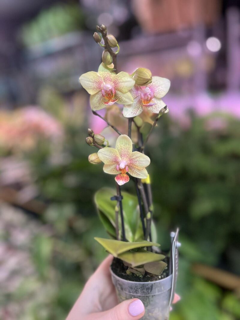 Phalaenopsis Multiflora ‘Indy’ | Storczyk