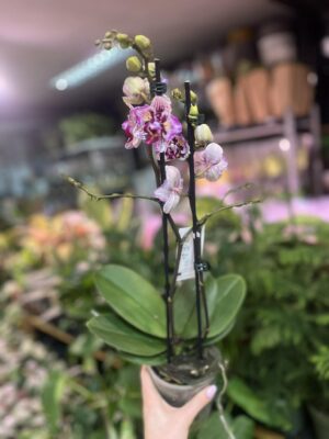 Phalaenopsis Lianher Happy Pearl | Storczyk