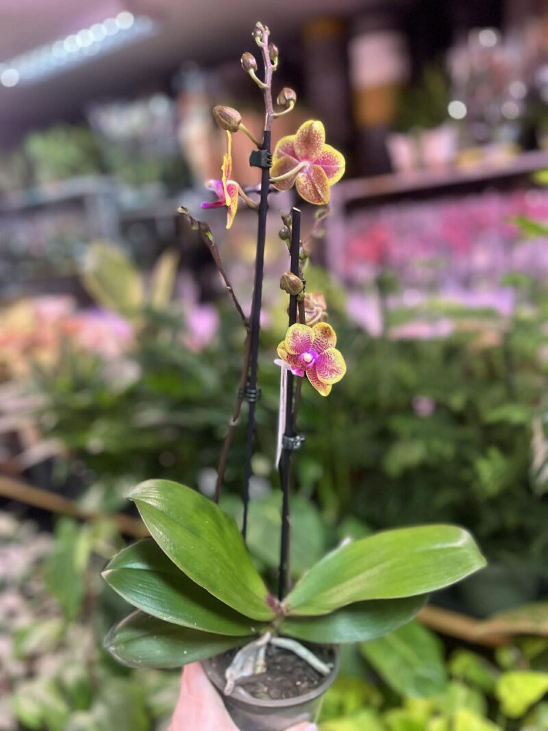 Phalaenopsis Sogo Lawrence x I-Hsin Yellow Wave | Storczyk