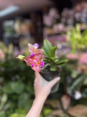 Phalaenopsis Joy Fairy Tale | Storczyk pachnący