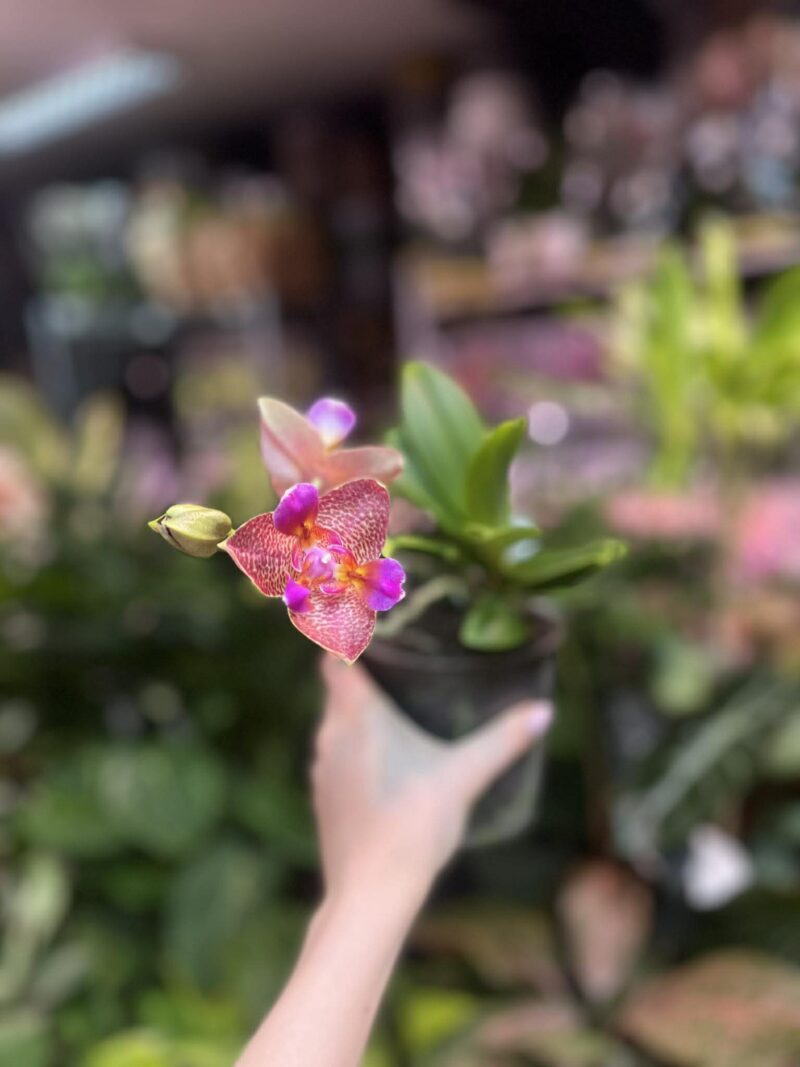 Phalaenopsis Joy Fairy Tale | Storczyk pachnący