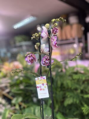 Phalaenopsis Lianher Happy Pearl | Storczyk