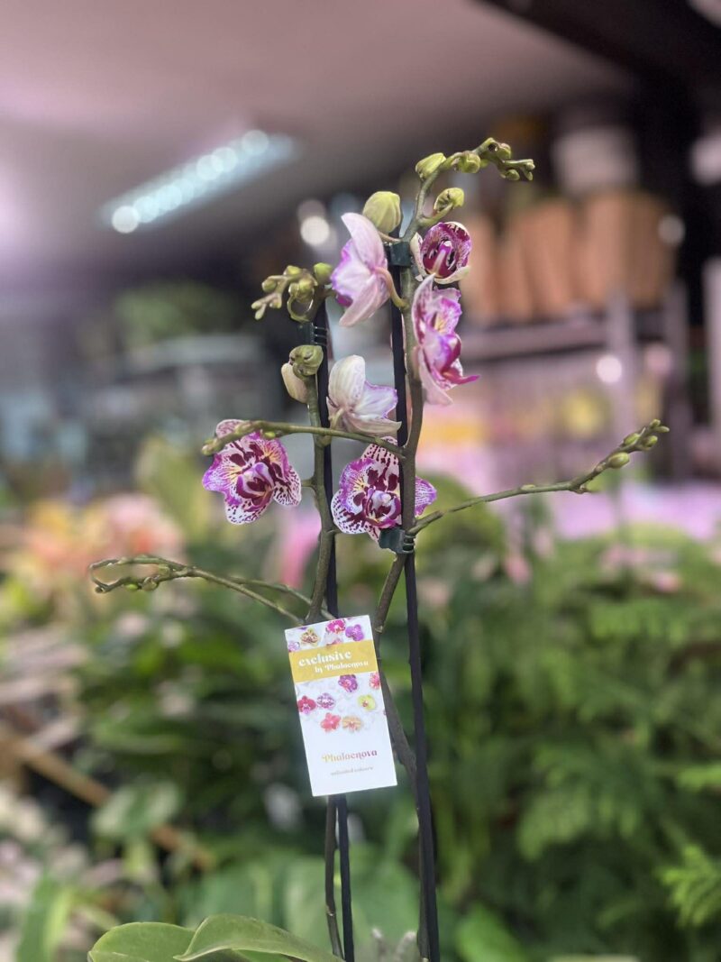 Phalaenopsis Lianher Happy Pearl | Storczyk