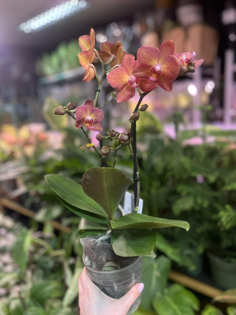 Phalaenopsis Multiflora Exclusivo ‘Eos’ | Storczyk