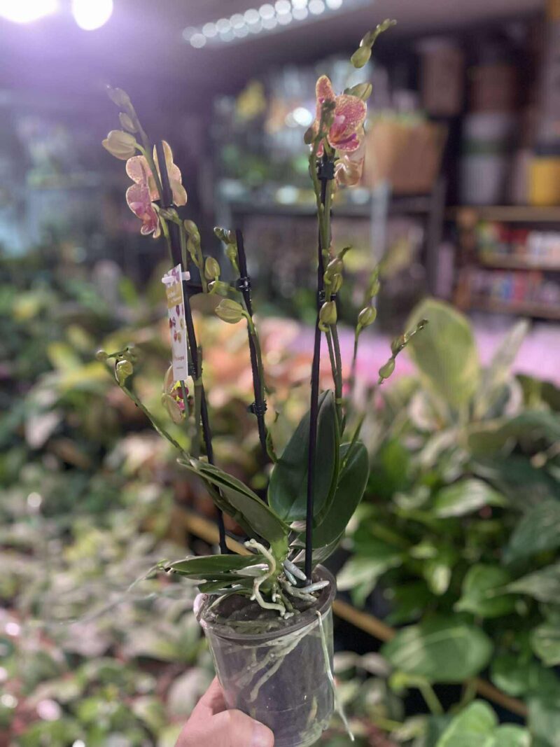 Storczyk z mixa nakrapiany