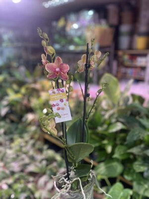 Storczyk z mixa nakrapiany