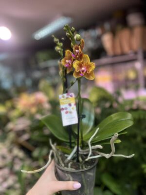 Phalaenopsis Lioulin Orange peloric | Storczyk