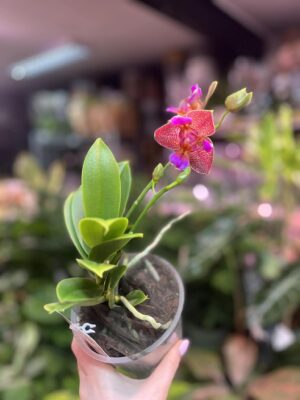 Phalaenopsis Joy Fairy Tale | Storczyk pachnący