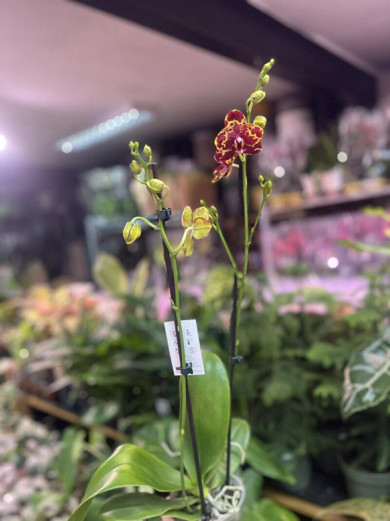 Phalaenopsis GW Green World ‘Snakeskin | Storczyk