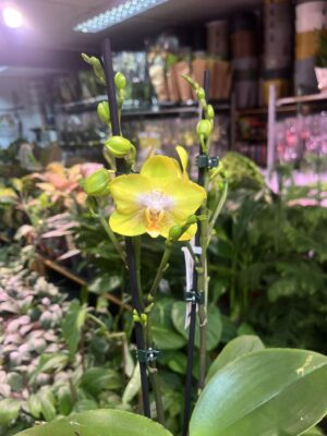 Phalaenopsis Sogo Pride | Storczyk