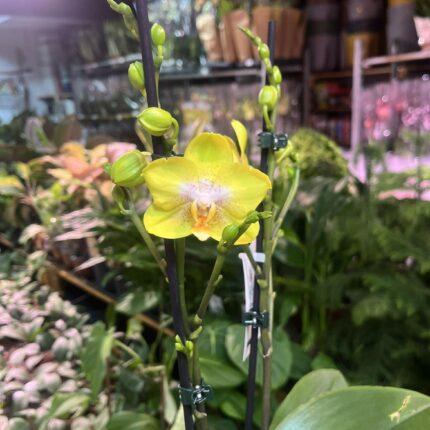 Phalaenopsis Sogo Pride | Storczyk