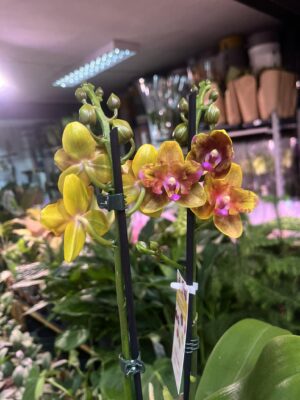 Phalaenopsis Lioulin Orange peloric | Storczyk