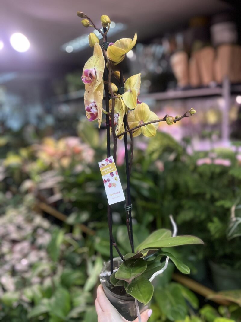Phalaenopsis Golden Goya | Storczyk