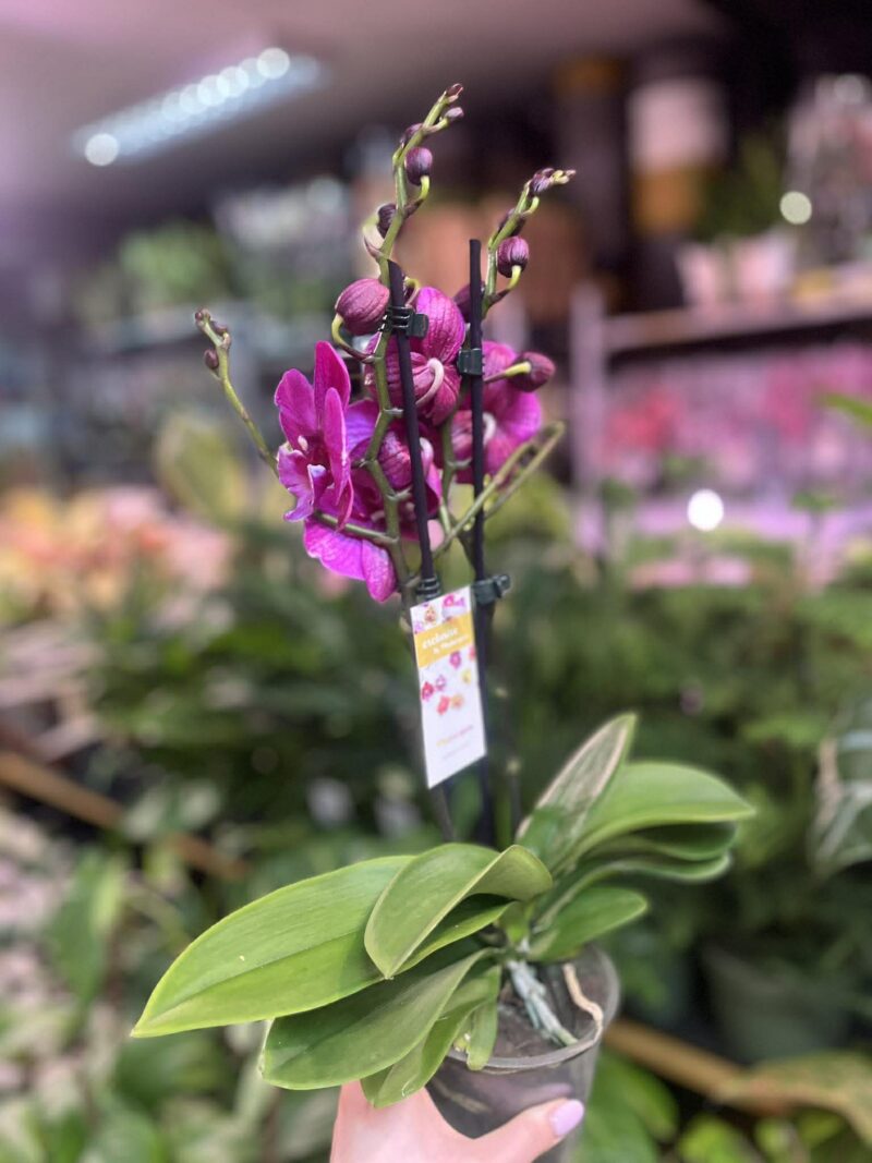 Phalaenopsis Tying Shin Black Bear Big Lip | Storczyk