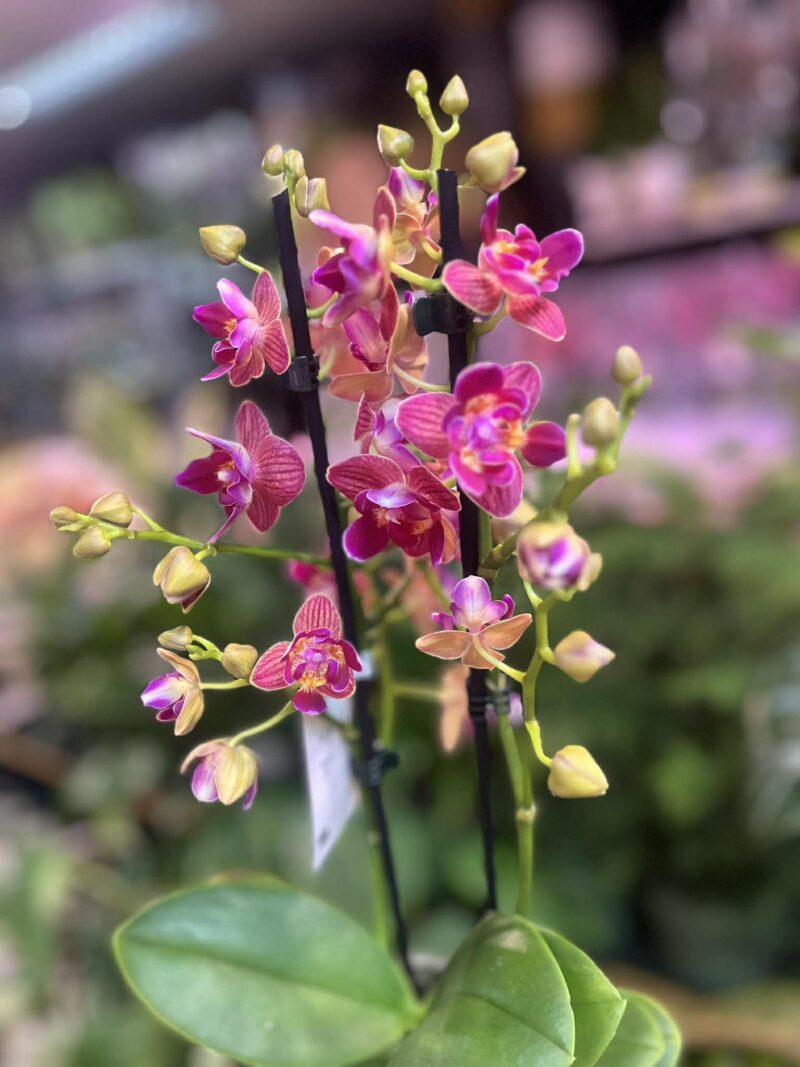 Phalaenopsis „Limited 03” peloric | storczyk