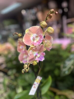 Phalaenopsis beard BS | Storczyk