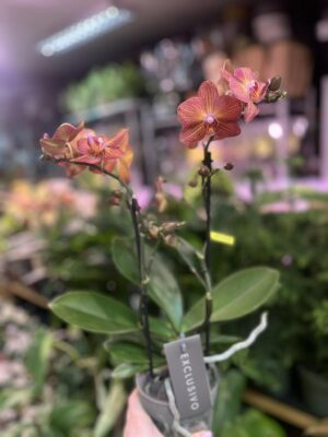 Phalaenopsis Multiflora Exclusivo ‘Eos’ | Storczyk