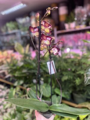 Phalaenopsis Klementyna | Storczyk