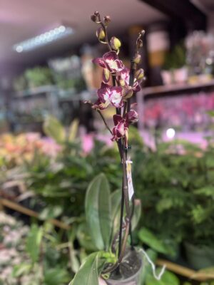 Phalaenopsis Klementyna | Storczyk