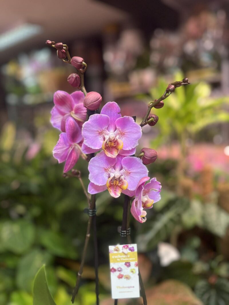 Phalaenopsis Taisuco Anna peloric | Storczyk