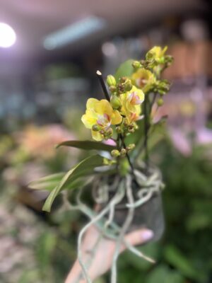 Phalaenopsis yellow peloric | Storczyk