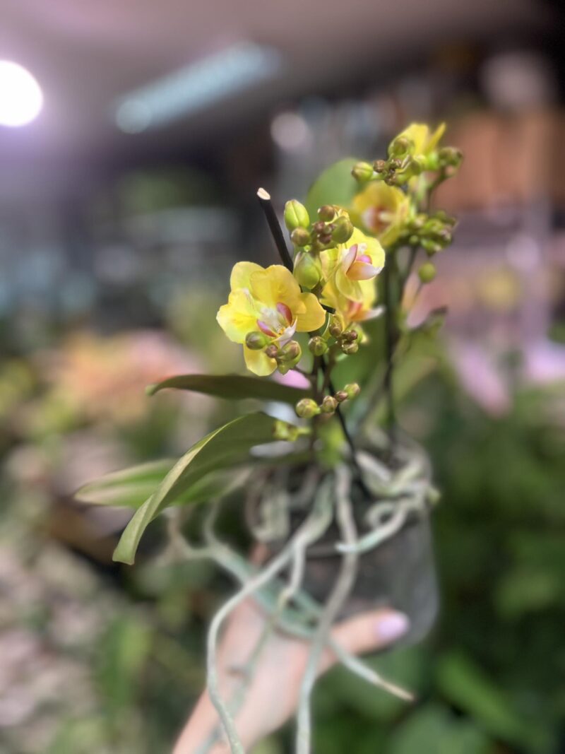 Phalaenopsis yellow peloric | Storczyk