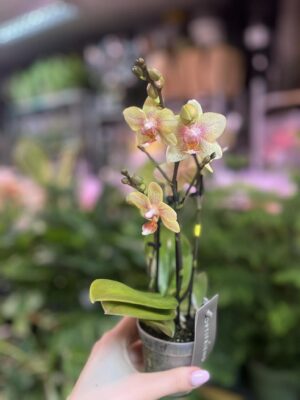 Phalaenopsis Multiflora ‘Indy’ | Storczyk