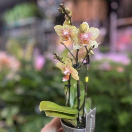 Phalaenopsis Multiflora ‘Indy’ | Storczyk