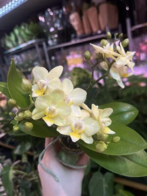 Phalaenopsis Multiflora ‘Sara’ | Storczyk