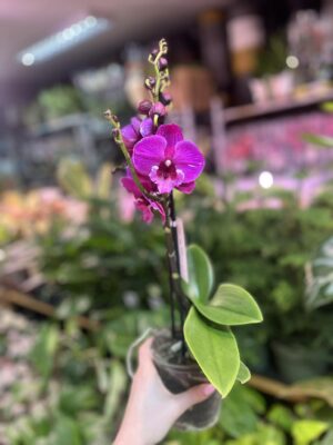 Phalaenopsis Tying Shin Black Bear Big Lip | Storczyk