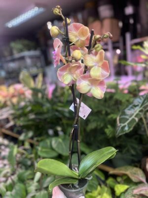 Phalaenopsis beard BS | Storczyk